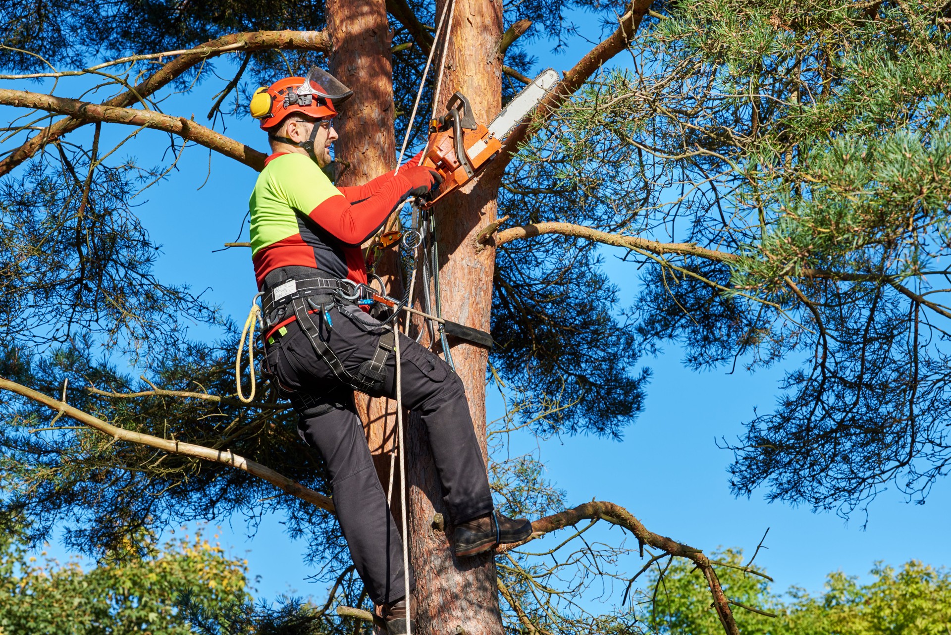 Arborista al lavoro